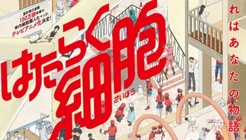 连细胞也能拟人化了？清水茜「工作细胞」TV动画化决定！